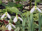 Galanthus Bumble Green 20250218 0002