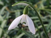 Galanthus aff. rizehensis 20250112 0003