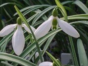 Galanthus bursanus 13082 20250122 0003