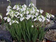 Galanthus bursanus 20251104 0001