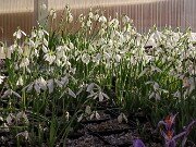 Galanthus bursanus 20251104 0004