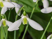 Galanthus bursanus ACQ12261 20251026 0002