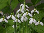 Galanthus bursanus ACQ151117-2 20251026 0003
