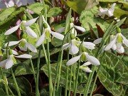 Galanthus bursanus ACQ151117-8 20251017 0002