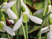 Galanthus bursanus ACQ151117-8 20251017 0003