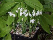 Galanthus bursanus ACQ151117-9 20251026 0001