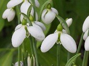 Galanthus bursanus ACQ151117-9 20251026 0004