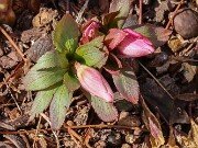 Helleborus thibetanus 20250307 0001