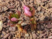 Helleborus thibetanus 20250307 0002