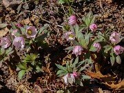 Helleborus thibetanus 20250307 0003