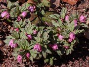 Helleborus thibetanus 20250307 0004