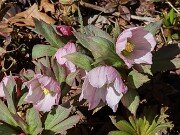 Helleborus thibetanus 20250307 0005