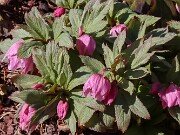 Helleborus thibetanus 20250307 0007