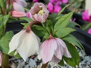 Helleborus thibetanus BO8005 20250224 0004