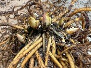 Helleborus thibetanus BO8005 20250921 0001