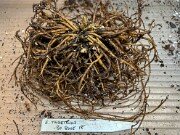 Helleborus thibetanus BO8005 20250921 0002