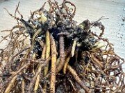 Helleborus thibetanus BO8005 20250921 0003