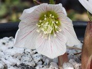 Helleborus thibetanus ex Olsen 20250217 0002