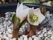Helleborus thibetanus ex Olsen 20250217 0003