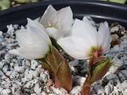 Helleborus thibetanus ex Olsen 20250217 0004