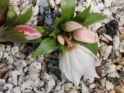 Helleborus thibetanus ex Olsen 20250217 0005