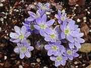 Hepatica americana 20250404 0004