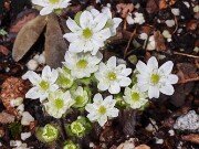 Hepatica americana 20250404 0009