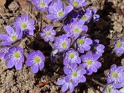 Hepatica americana 20250416 0002