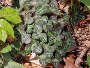 Hepatica insularis 20250416 0001