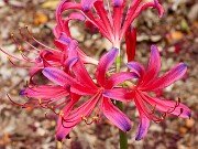 Lycoris Flaming Dragon 202508180003