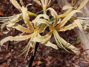 Lycoris Peach Chiffon 20250830 0010