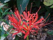 Lycoris radiata 20250830 0012