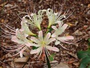 Lycoris x houdyshelii 202508180001