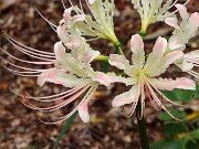 Lycoris x houdyshelii 202508180003
