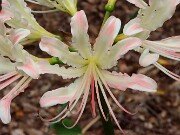 Lycoris x houdyshelii 202508180005