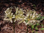 Lycoris x houdyshelii 20250823 0002