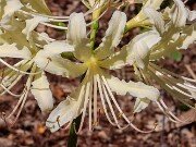 Lycoris x houdyshelii 20250823 0003