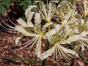 Lycoris x houdyshelii 20250823 0008