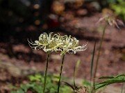 Lycoris x houdyshelii 20250823 0017