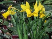 Narcissus AW2940-1-15 20250303 0003