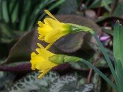 Narcissus AW3984-2-18 20250303 0003