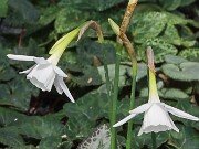 Narcissus AW4506-2-23 20250303 0003