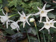 Narcissus AW4506-2-23 20250315 0001