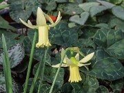 Narcissus Biondina 20250315 0002