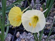 Narcissus Columba 20251216 0013