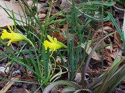 Narcissus asturiensis 20250316 0002