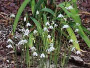 Acis valentina 20250902 0001