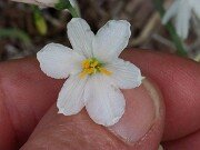 Acis valentina 20250902 0006