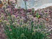 Allium Hybrid 20250902 0002