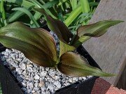 Allium aff. ovalifolium BO 202503129 0005